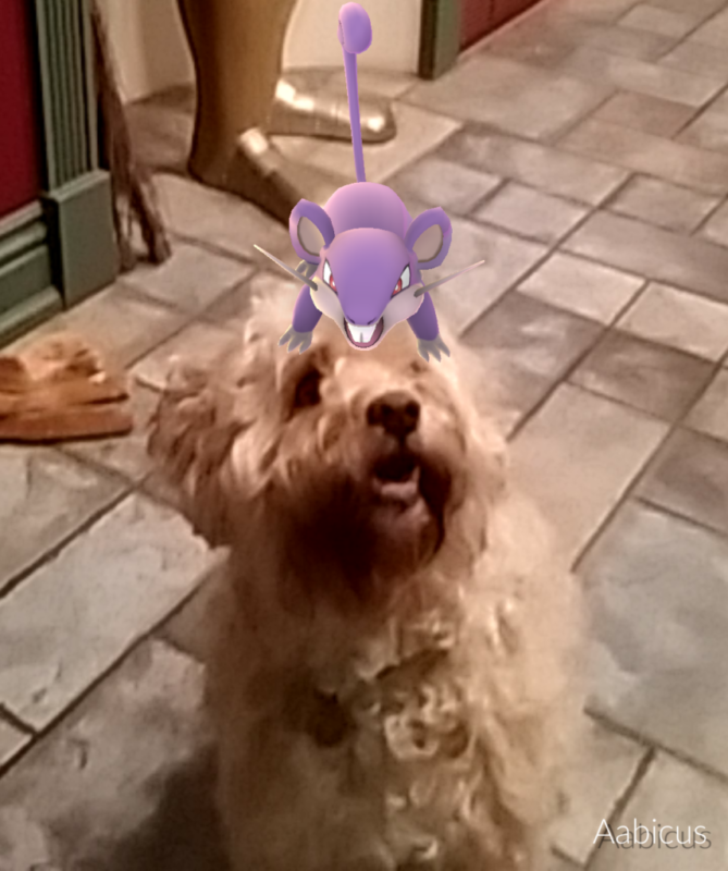 But ultimately, it was all still worth it because of this picture of my dog with a Rattata on his head.