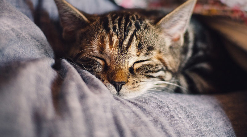 Cat Image by KatinkavomWolfenmond from Pixabay
