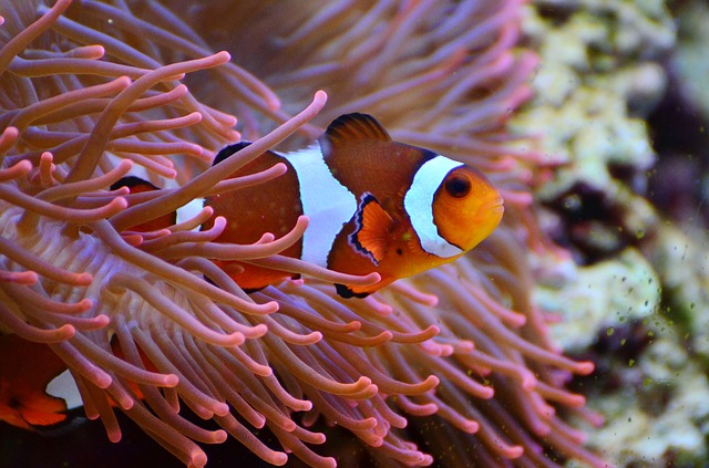 A Clown Fish. Completely Unrelated.